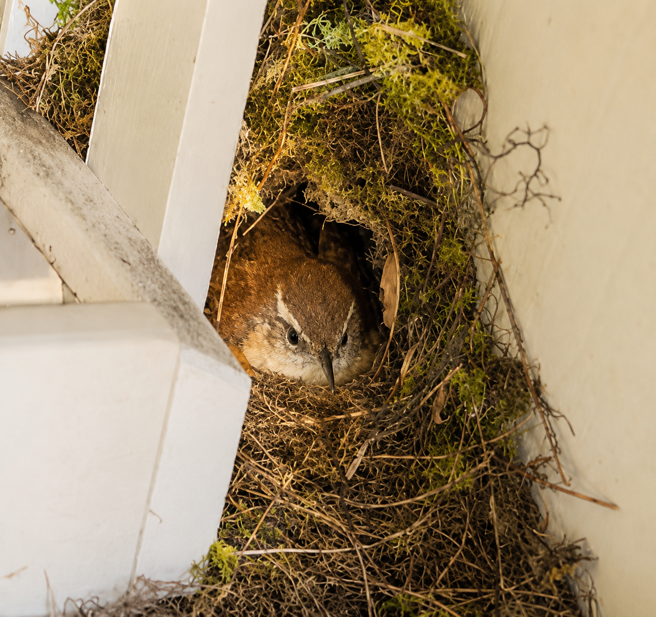 Carolina Wren on Nest (2026-06-14)