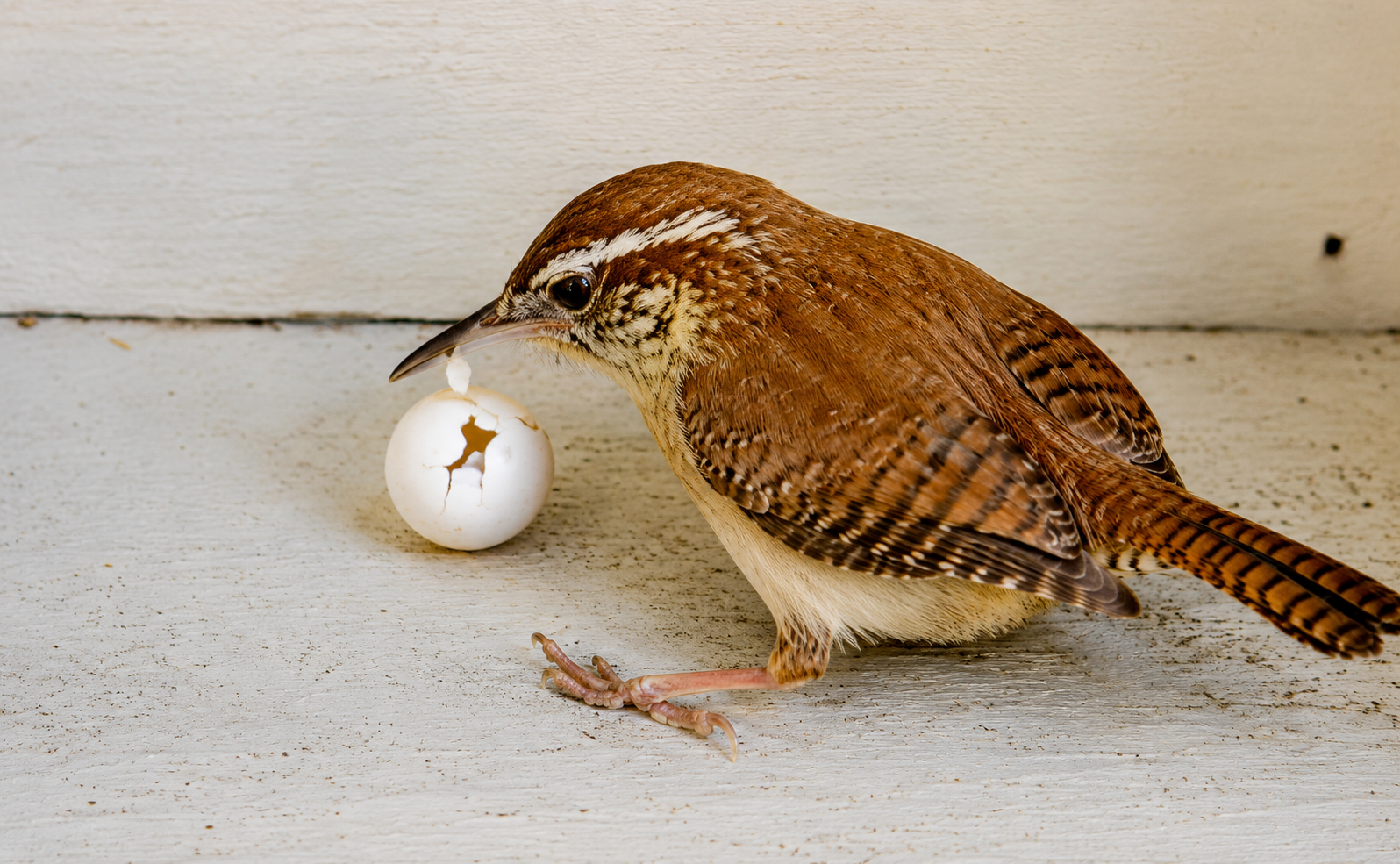 Mama Wren eating an egg. 