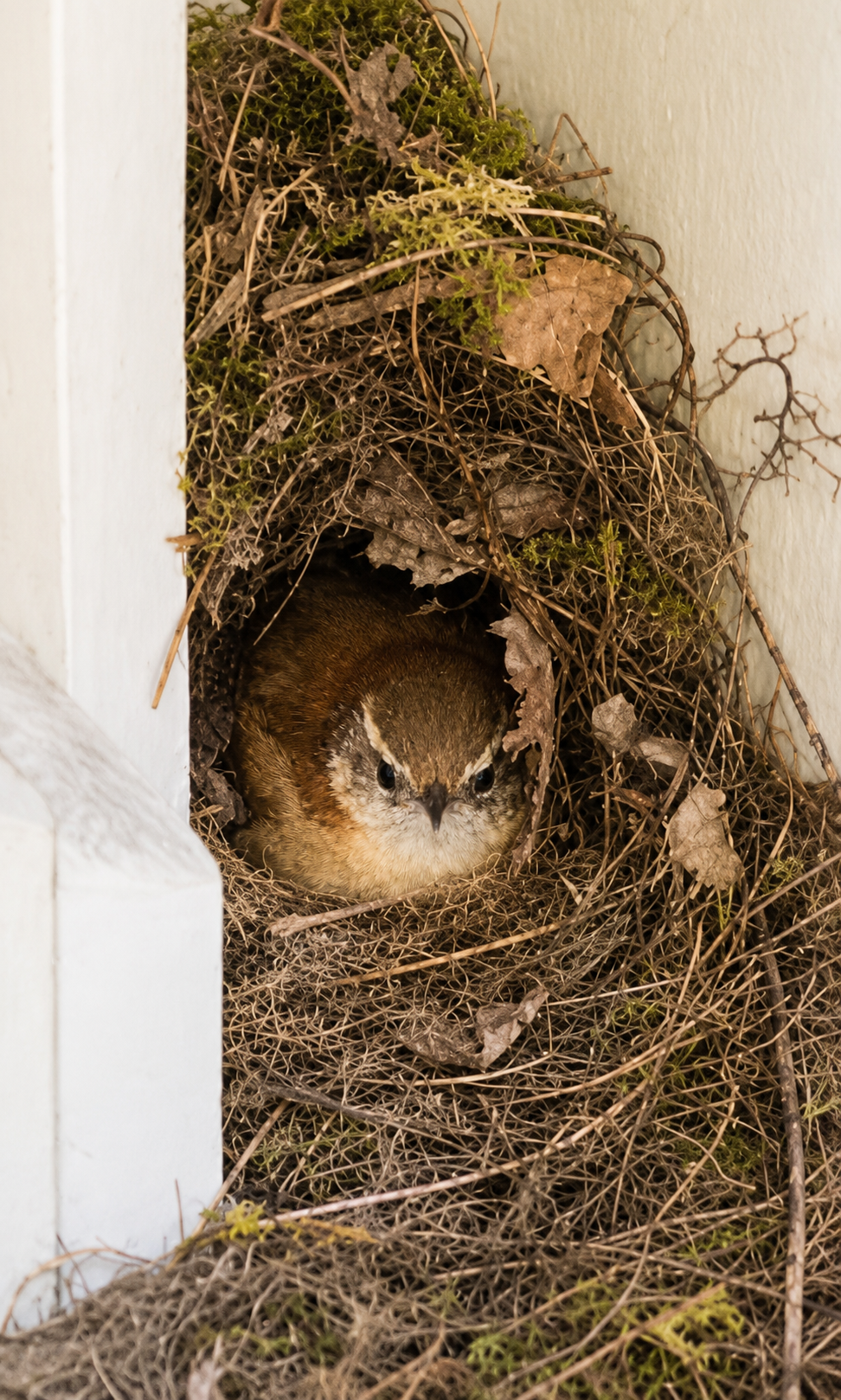 Mama wren continues incubating eggs.