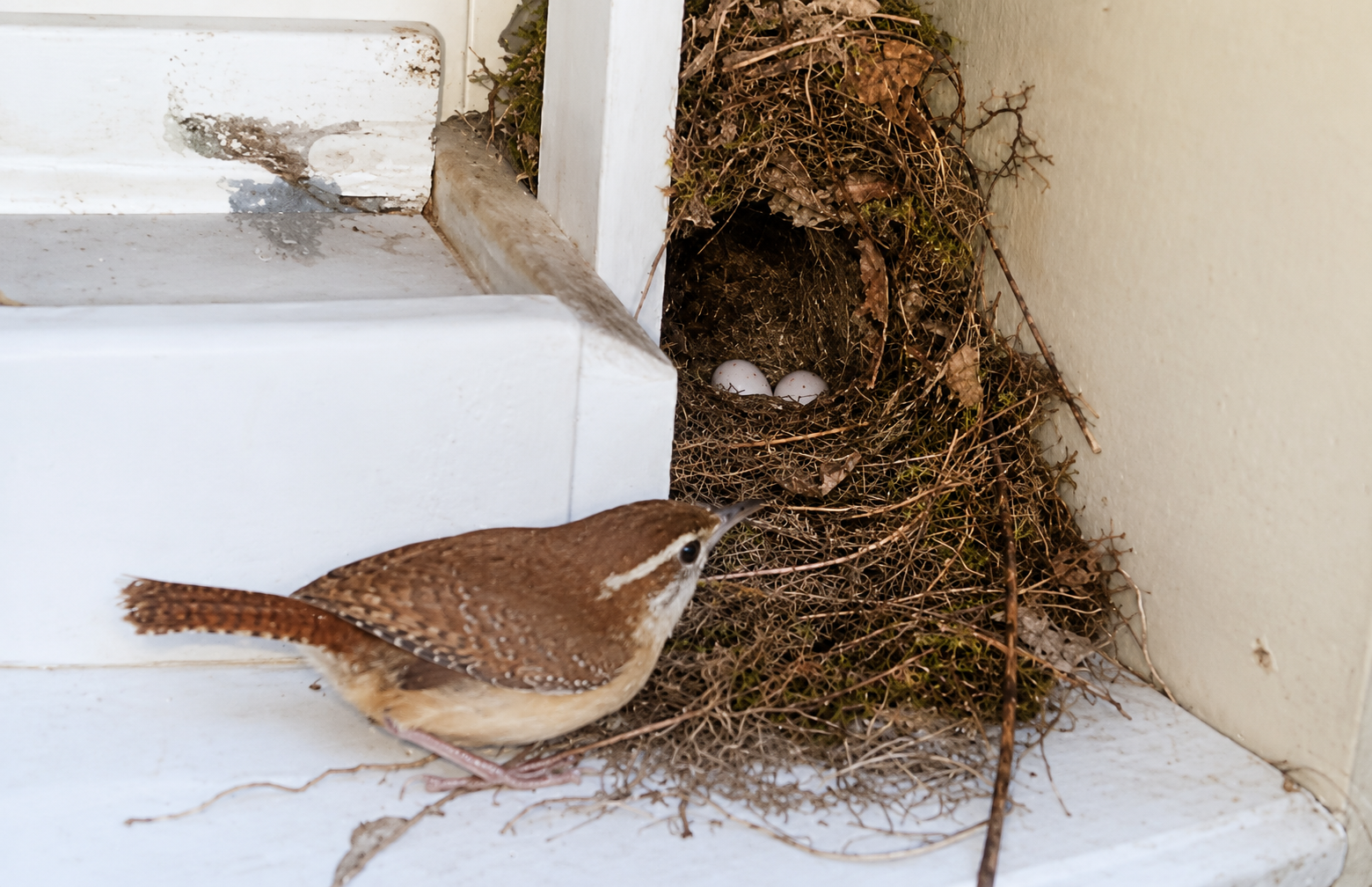 Mama wren returning to nest for the night.