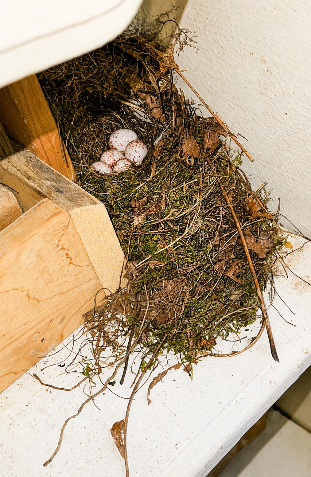 5 Eggs in the Wren's Nest.