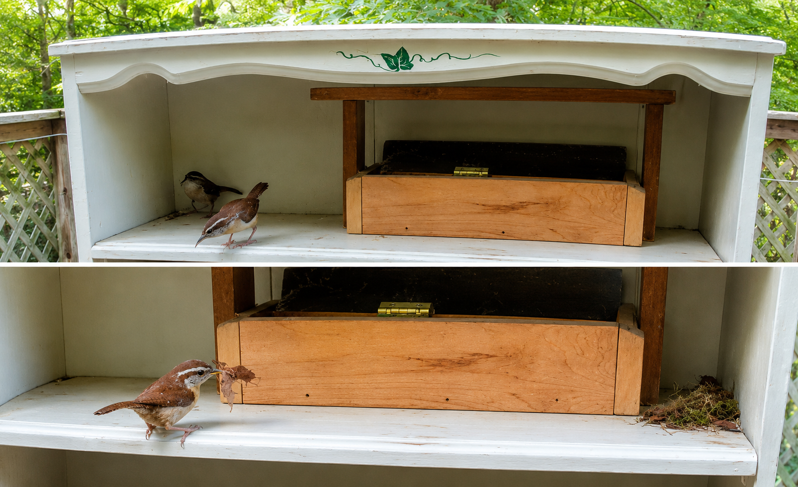 Wrens looking for a place to nest, and beginning the nesting process.